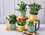 Plantes fleuries en promo chez Super U Alençon à 6,99 €