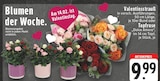 Valentinsstrauß oder Topfrose von  im aktuellen EDEKA Prospekt für 9,99 €