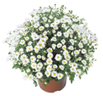 Strauchmargerite bei OBI im Biedenkopf Prospekt für 7,99 €