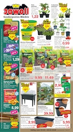 Kohl Angebot im aktuellen Jawoll Prospekt auf Seite 1