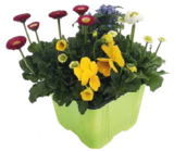 Aktuelles Frühlingsblüher Quattro Angebot bei Globus-Baumarkt in Trier ab 3,99 €