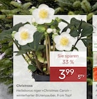 Christrose Angebote bei Pflanzen Kölle Berlin für 3,99 €