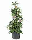 Lidl Crolles - Promo Marguerite sur tige ou passiflore pyramide Promo Marguerite sur tige ou passiflore pyramide à 9,99 € dans le catalogue Lidl à Crolles