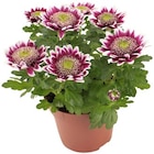 Chrysantheme 'Elegant' für 2,49 € bei REWE im Angebot Chrysantheme 'Elegant' im aktuellen REWE Prospekt