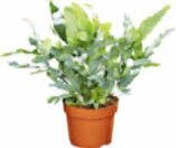 Grünpflanze im Angebot bei Netto Marken-Discount in Trier Grünpflanze Angebote bei Netto Marken-Discount Trier für 3,99 €