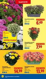 Jardinière en promo dans le catalogue Lidl à la page 33