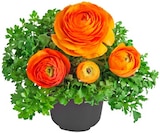 Ranunkel Angebote bei Penny Dülmen für 1,99 €