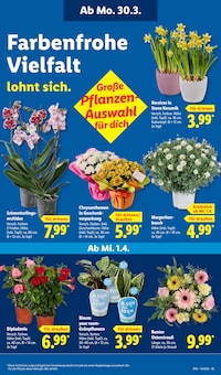 Blumen im Lidl Prospekt "LIDL LOHNT SICH" mit 71 Seiten (Trier)