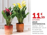Arum Zantedeschia Rose - Super U à Noisy-le-Grand Arum Zantedeschia Rose en promo chez Super U Noisy-le-Grand à 11,99 €