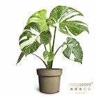 Promo Monstera "Thai Constellation" à 24,99 € dans le catalogue Gamm vert à Montbazens