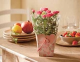 Promo Rosier pot 13 cm dans un sac à 7,99 € dans le catalogue Intermarché à Moirans