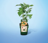 Framboisier remontant pot 13 cm dans le catalogue Netto
