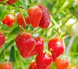 Aktuelles Erdbeersetzlinge Angebot bei ZG Raiffeisen in Karlsruhe ab 12,99 €