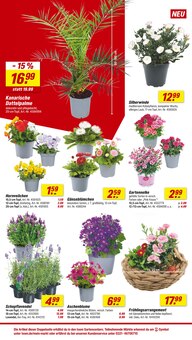 Blumen im toom Baumarkt Prospekt "Respekt, wer's selber macht." mit 24 Seiten (Mannheim)