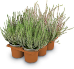 Besenheide Calluna im Angebot bei Netto Marken-Discount in Falkensee Besenheide Calluna Angebote bei Netto Marken-Discount Falkensee für 1,99 €