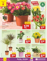 Netto Marken-Discount Tulpen im Prospekt 