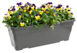 Truffaut La Patte d'Oie - Promo Jardinière L. 40 cm Promo Jardinière L. 40 cm à 9,99 € dans le catalogue Truffaut à La Patte d'Oie