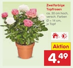 Zweifarbige Topfrosen für 4,49 € bei Netto Marken-Discount im Angebot Zweifarbige Topfrosen im aktuellen Netto Marken-Discount Prospekt