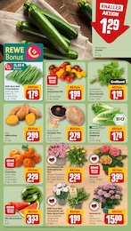 Pflanzen Angebot im aktuellen REWE Prospekt auf Seite 7