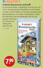 Blumenerde torffrei im Angebot bei V-Markt in Memmingen Blumenerde torffrei Angebote von V-MARKT bei V-Markt Memmingen für 7,99 €