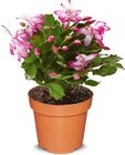 Herbstkaktus im Angebot bei Netto Marken-Discount in Essen Herbstkaktus Angebote bei Netto Marken-Discount Essen für 4,99 €