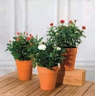 Rosier dans le catalogue Super U