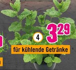 Bio-Minze „Hugo“ im Angebot bei Hornbach in Ulm Bio-Minze „Hugo“ Angebote bei Hornbach Ulm für 3,29 €