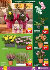 Ähnliche Streusalz Angebote im Prospekt "Aktuelle Angebote" von Netto Marken-Discount in Monheim Ähnliche Angebote wie Streusalz im Prospekt "Aktuelle Angebote" auf Seite 38 von Netto Marken-Discount in Monheim