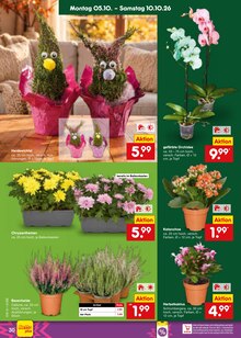 Kakteen im aktuellen Netto Marken-Discount Prospekt (Düsseldorf) Kakteen im Netto Marken-Discount Prospekt "Aktuelle Angebote" mit 68 Seiten (Düsseldorf)