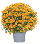 toom Baumarkt Wildeshausen - Chrysanthemenbusch Angebot im Prospekt Chrysanthemenbusch bei toom Baumarkt im Wildeshausen Prospekt für 5,99 €