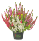 Calluna "High Five" bei Netto mit dem Scottie im Strasburg Prospekt für 2,69 €