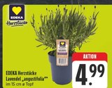 Lavendel 'angustifolia' im Angebot bei EDEKA in Fürth Lavendel 'angustifolia' Angebote von EDEKA Herzstücke bei EDEKA Fürth für 4,99 €
