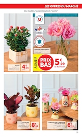 Promos Plante Verte dans le catalogue "Super U" de Super U Plante Verte en promo dans le catalogue Super U à la page 31