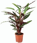 Kalanchoé en coupe ou plante verte dans le catalogue Lidl