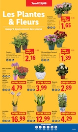 Chrysanthèmes Angebote im Prospekt "XXL GRAND FORMAT MINI PRIX" von Lidl Chrysanthèmes Angebote im Prospekt "XXL GRAND FORMAT MINI PRIX" von Lidl auf Seite 27