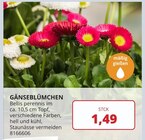 Labertaler Fachmarkt - Gänseblümchen Angebot im Prospekt Gänseblümchen bei Labertaler Fachmarkt im Prospekt "" für 1,49 €