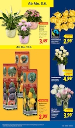 Lidl Rose im Prospekt Lidl Rose im Prospekt