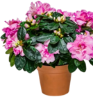 Rhododendron Angebote bei Kaufland Trier für 9,99 €