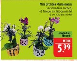 Aktuelles Mini Orchidee Phalaenopsis Angebot bei Marktkauf in Nürnberg ab 5,99 €