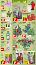Orchidee Angebot & Preis im aktuellen Thomas Philipps Prospekt Orchidee Angebot im aktuellen Thomas Philipps Prospekt auf Seite 2