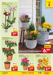 Blumen im Netto Marken-Discount Prospekt in Kirchheim Aktueller Netto Marken-Discount Prospekt mit Blumen, "Aktuelle Angebote", Seite 17