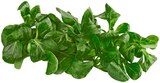 Aktuelle Gemüse Angebote bei REWE in Heidelberg Aktuelles Bio Feldsalat Angebot bei REWE in Heidelberg ab 1,29 €