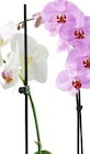 Aktuelles Orchideen Angebot bei Wreesmann in Dresden ab 4,49 €