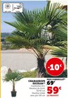 Chamaerops excelsa en promo chez Super U Chamaerops excelsa dans le catalogue Super U