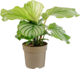 Collection de Calathea en promo chez Botanic Collection de Calathea dans le catalogue Botanic