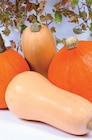 Courge Butternut à Netto dans Vicq Courge Butternut à Netto dans Vicq