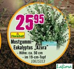 Hornbach Lübeck - Mostgummi-Eukalyptus „Azura“ Angebot im Prospekt Mostgummi-Eukalyptus „Azura“ bei Hornbach im Lübeck Prospekt für 25,95 €