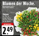 Tulpen Angebote bei EDEKA Kamen für 2,49 €