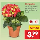 Hortensien Angebote bei Netto Marken-Discount Emden für 3,99 €