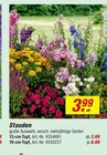Stauden Angebote bei toom Baumarkt Grevenbroich für 3,99 €